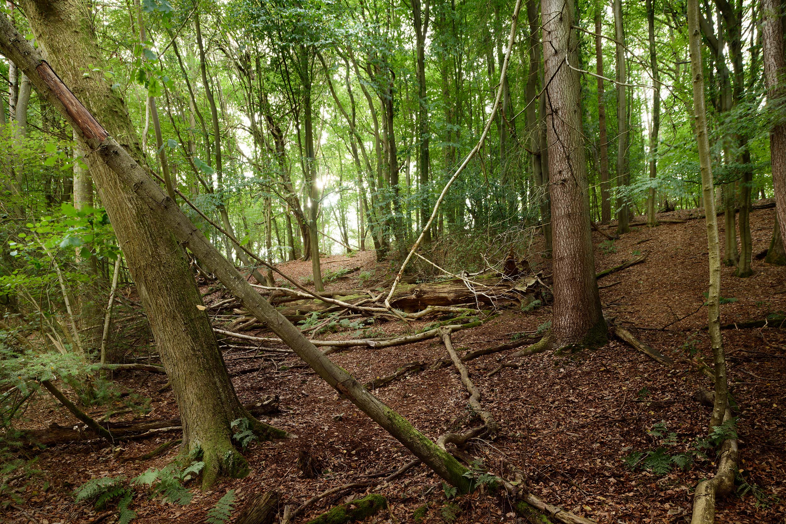 Priory Park Woods forest