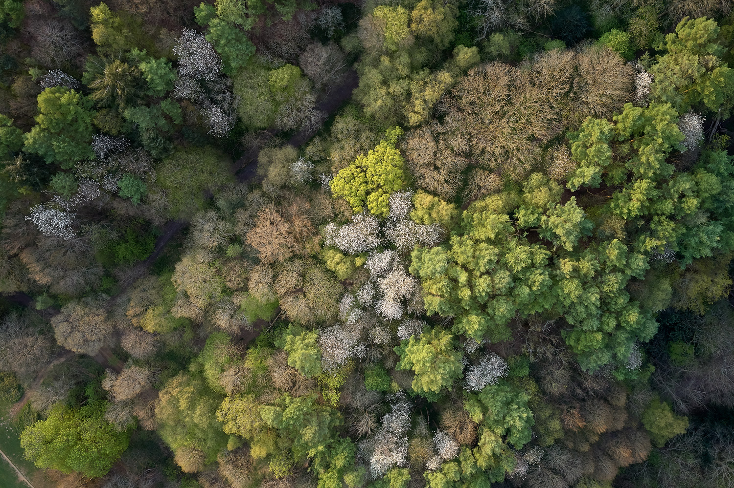 Project forest - priory forest wood from drone